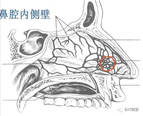 最全面！鼻出血病因及治疗