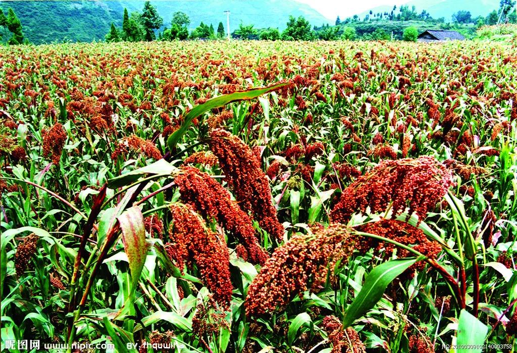 高粱品种图片大全,高粱乌米图片