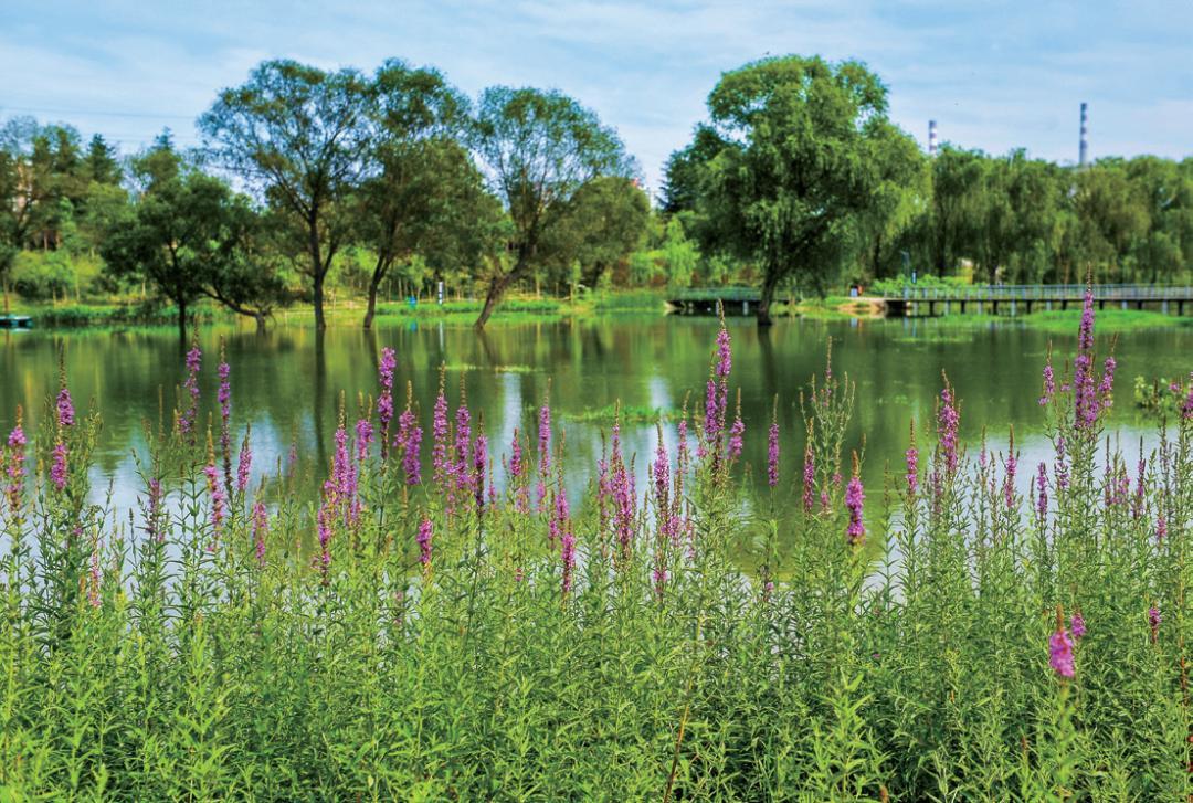 郑州经开区赏花胜地,三月郑州附近有什么赏花的