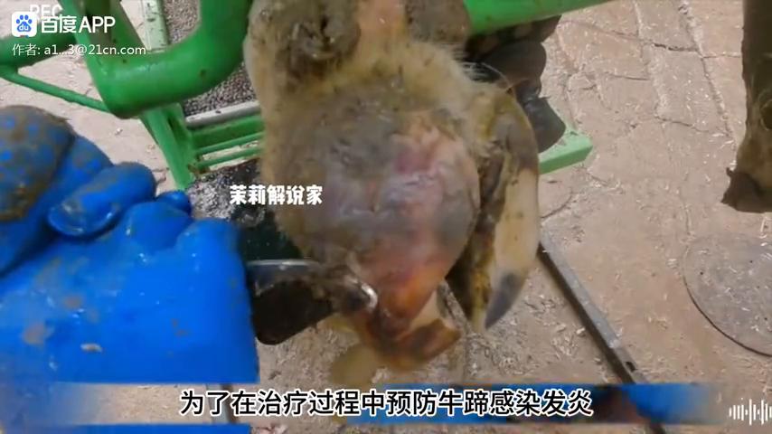 超级解压修脚,切牛脚解压