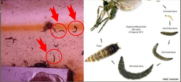 夏天卫生间里的小飞虫是什么,门窗紧闭家里的小飞虫哪里来的