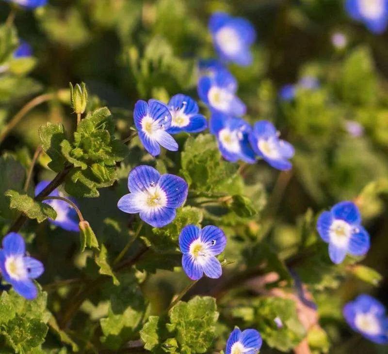 婆婆纳和水毛茛,婆婆纳相关诗句草色遥看近却无