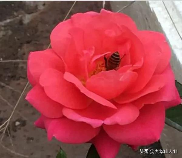 微型月季品种价格是多少 (微型月季品种有哪些)