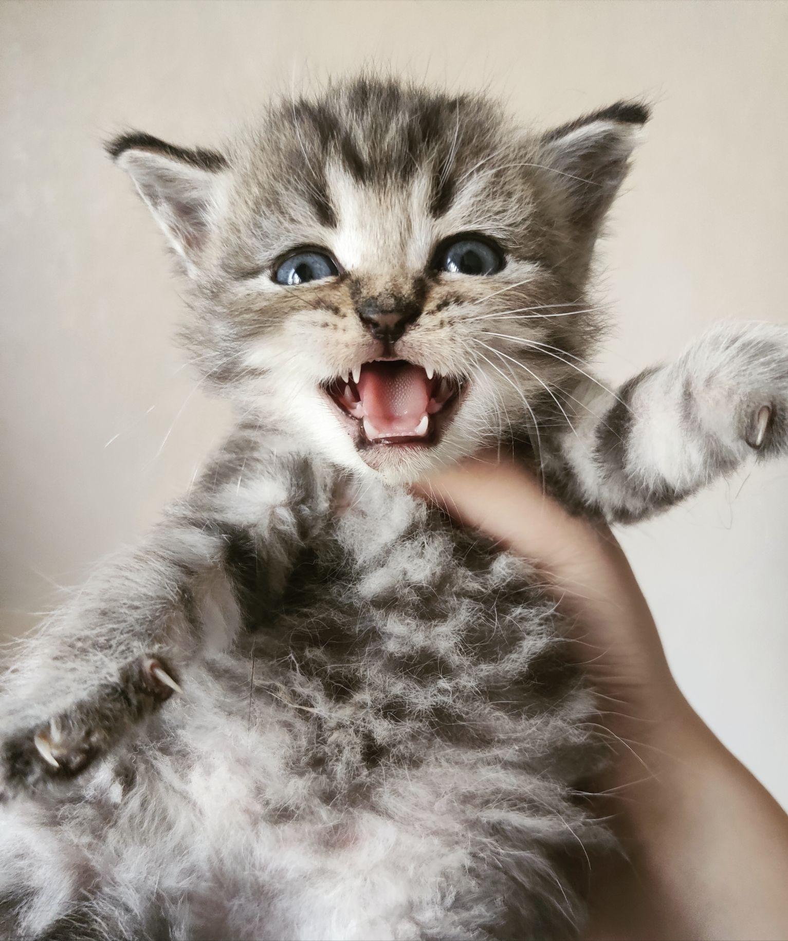 第一次养猫应该怎么选猫,养了7只猫咪