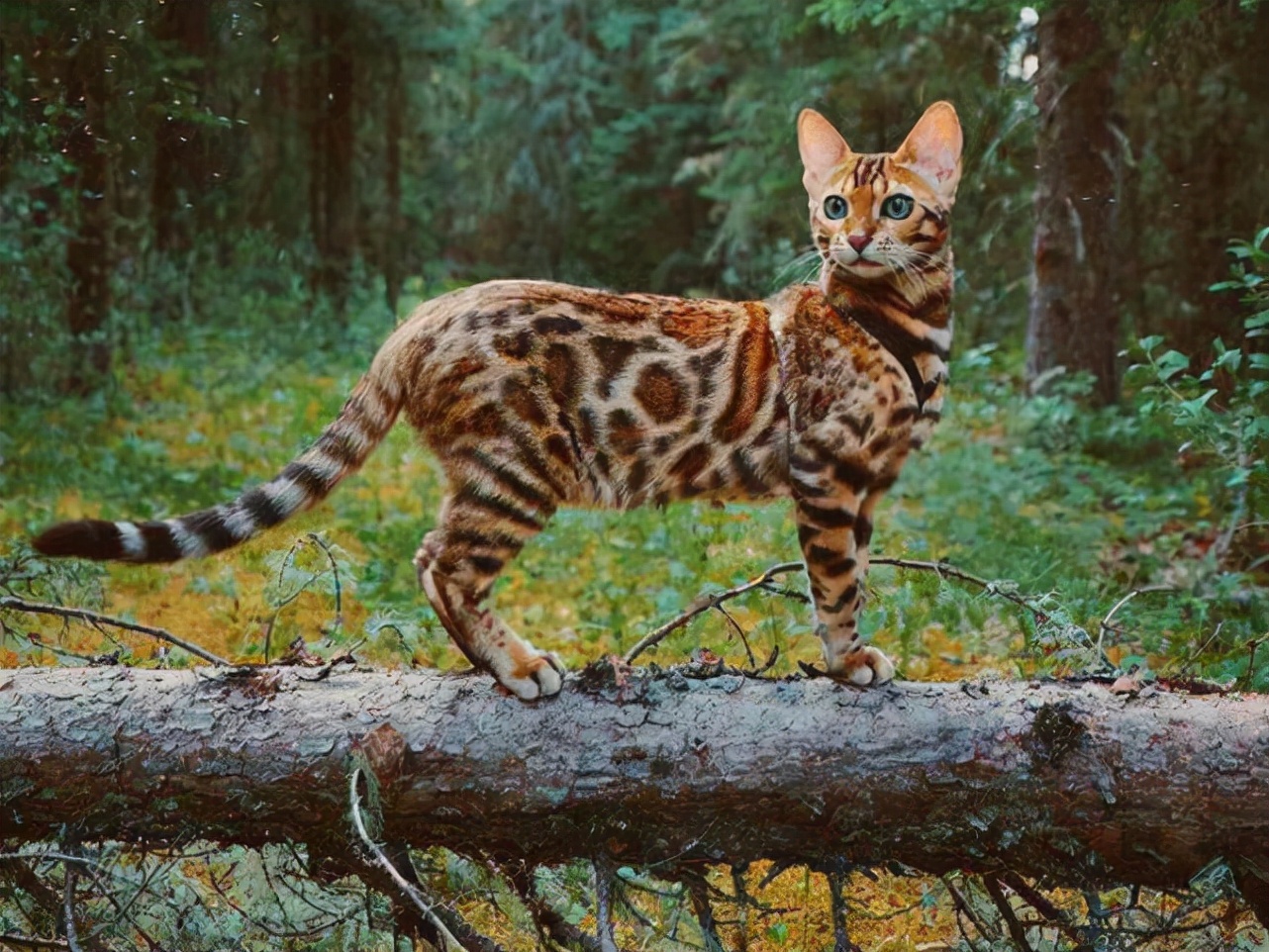 广东老太太捡了一只猫,广东老太上山捡了只小猫