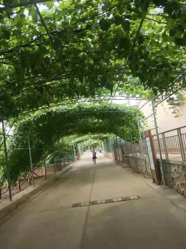 昌黎葡萄沟农家院,秦皇岛昌黎葡萄沟农家院民宿