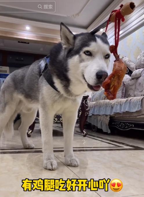 全网最听话的奥斯卡二哈,一只被主人逼疯的二哈奥斯卡