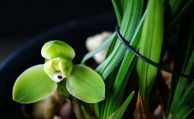 兰花宋梅的故事,宋梅故事