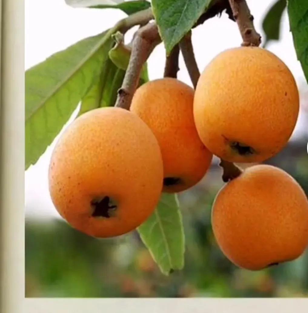 哪些蔬菜和水果是补钙的,孕期补钙吃什么食物水果