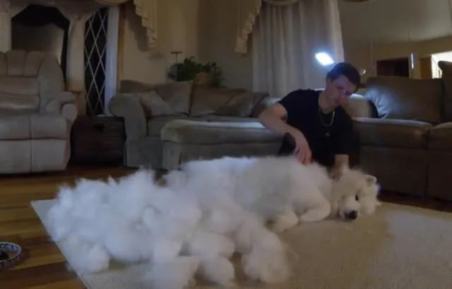 萨摩耶冬天围巾,萨摩耶洗完澡掉毛严重的原因