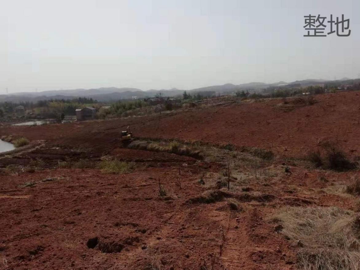薄壳山核桃研究概况,薄壳山核桃高效栽培技术
