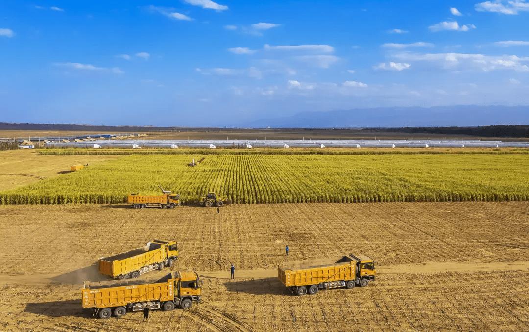 一台收割机9小时收割小麦45公顷,最新款玉米收割机青储收割视频