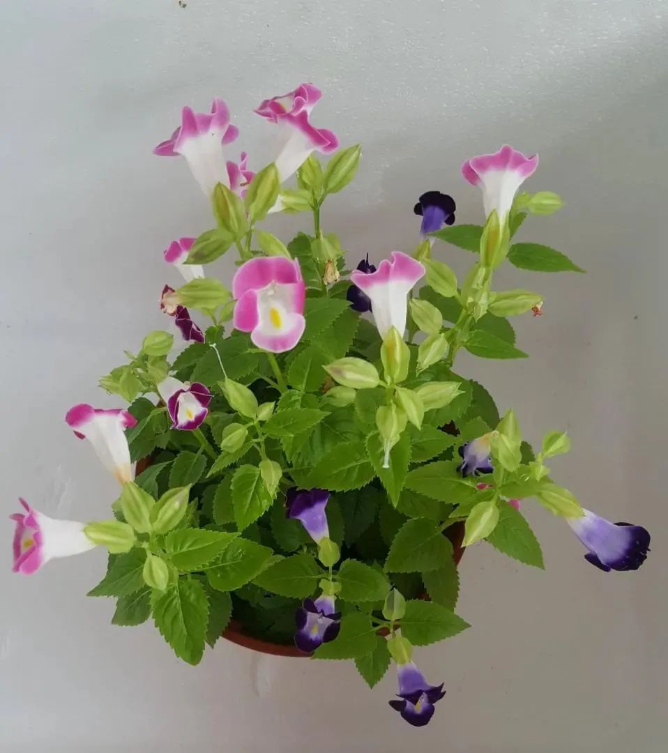 适合夏天养的7种花越晒开花越旺,阳台高温如何养墨兰