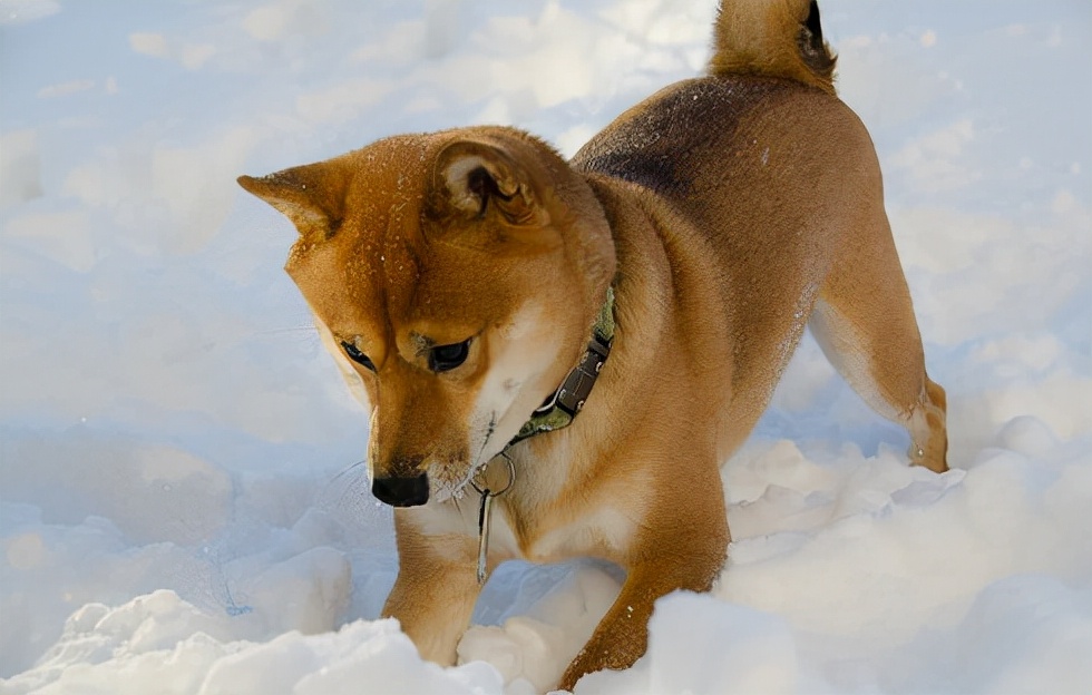 柴犬关节不好有什么征兆,柴犬的脚为什么这么臭
