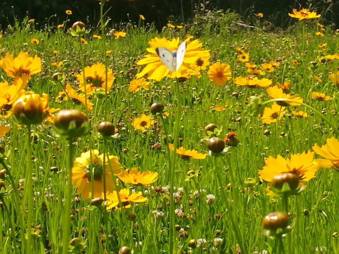 鸡公山山花|春末夏初的迎花使者——金鸡菊