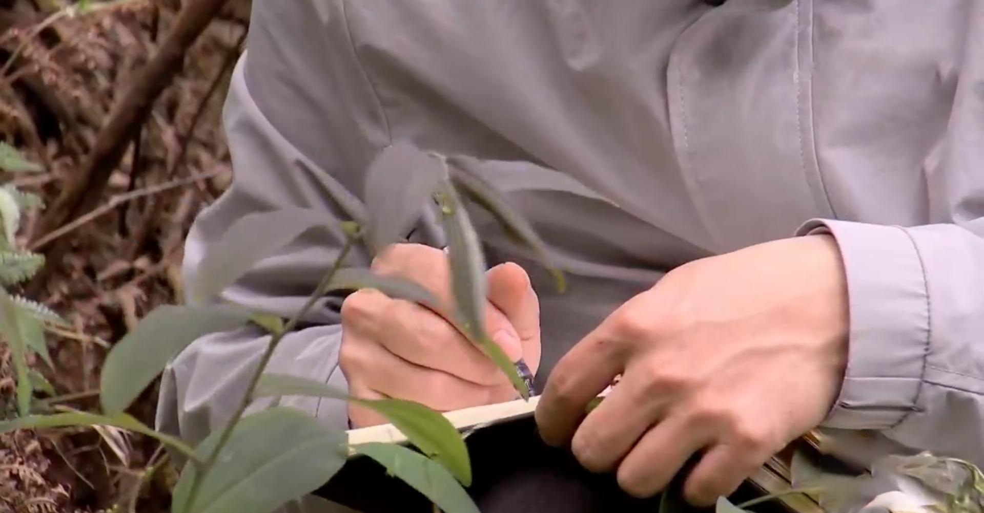 5毛钱一斤没人要的“野草”,小伙竟看出商机,2019年赚1760万元