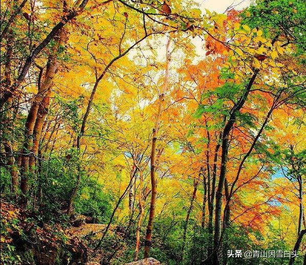 荒山种什么树木经济效益好,荒山种植什么最赚钱