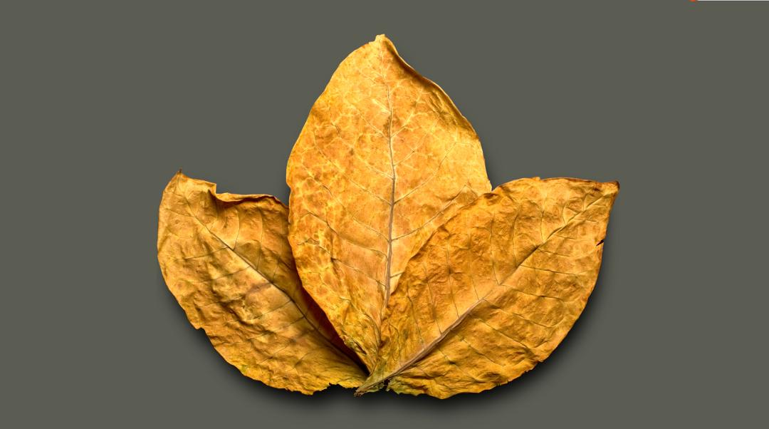 中国为什么禁不了*草烟**?