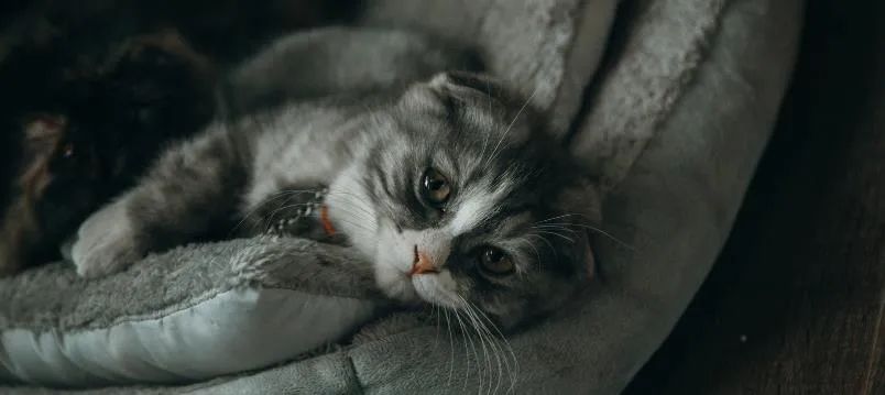 宠物智能用品能否成为新蓝海,新宠物智能产品有哪些