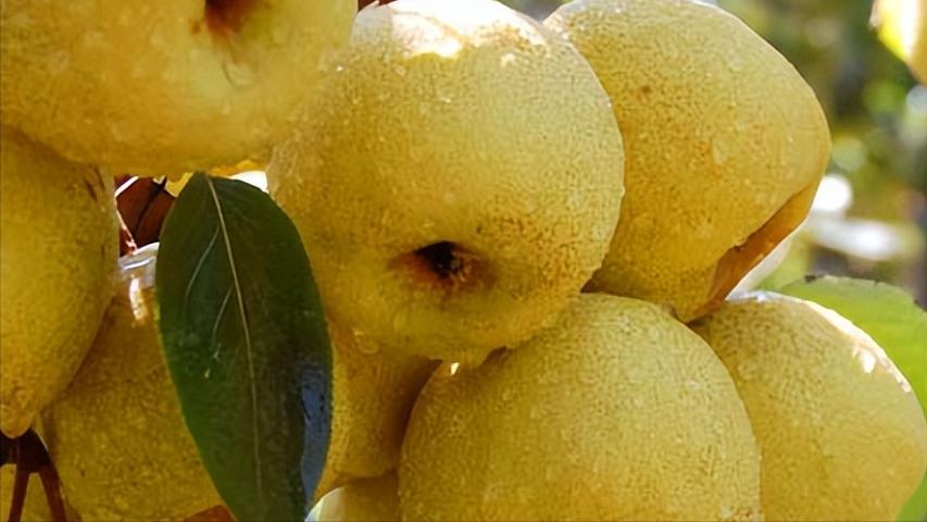 商丘知名农产品品牌,中国地理标志农产品品牌展播