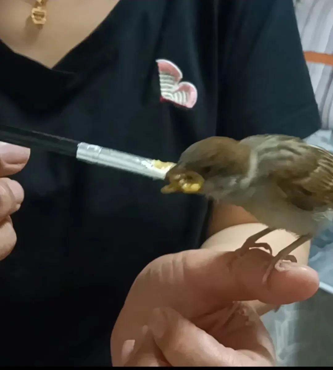 捡来的小麻雀能活吗,捡到一只小麻雀能不能放生