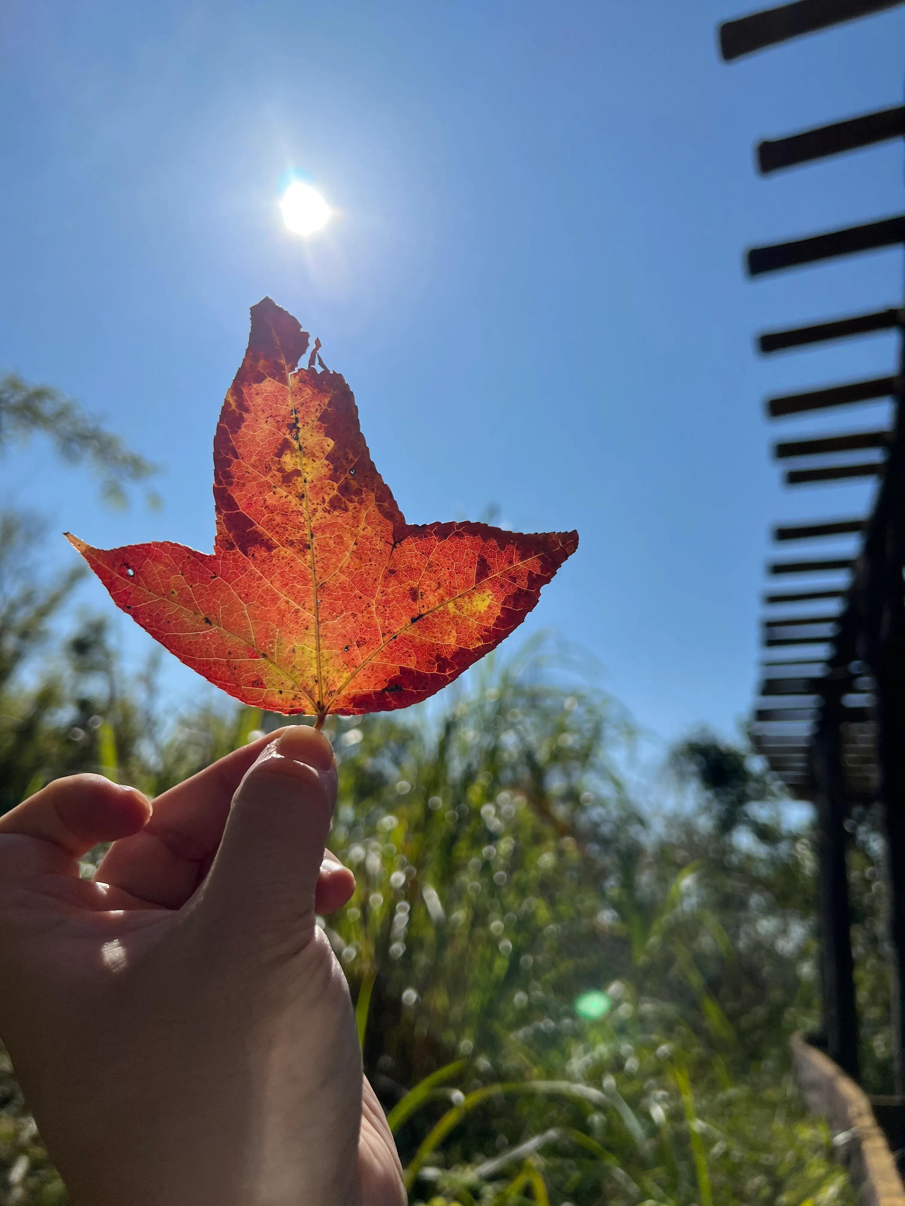 韶关新丰云髻山介绍,广东新丰云髻山旅游攻略