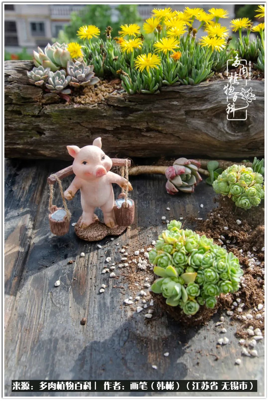盆景多肉常遇到的问题,多肉盆景无穷小