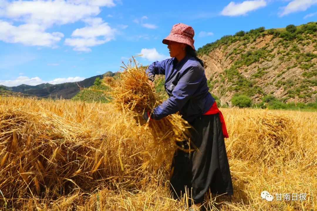 今日白露养生,今日白露节气