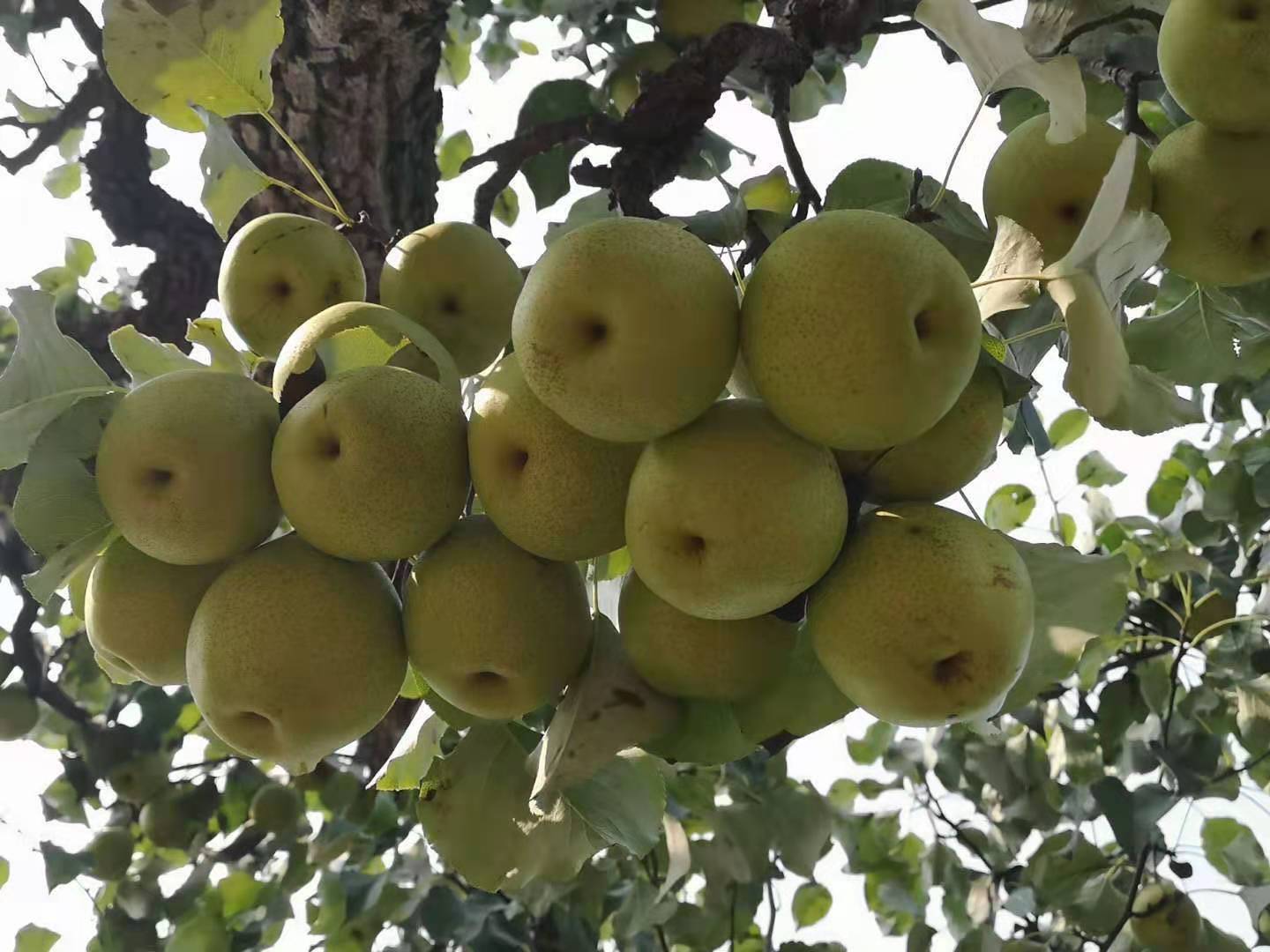 给梨抹药只图早上市，河北梨严格禁止“抹药早采”，发生了什么？