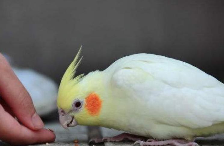 鹦鹉看不上眼要喂什么药,鹦鹉拉稀不吃食的解决方法