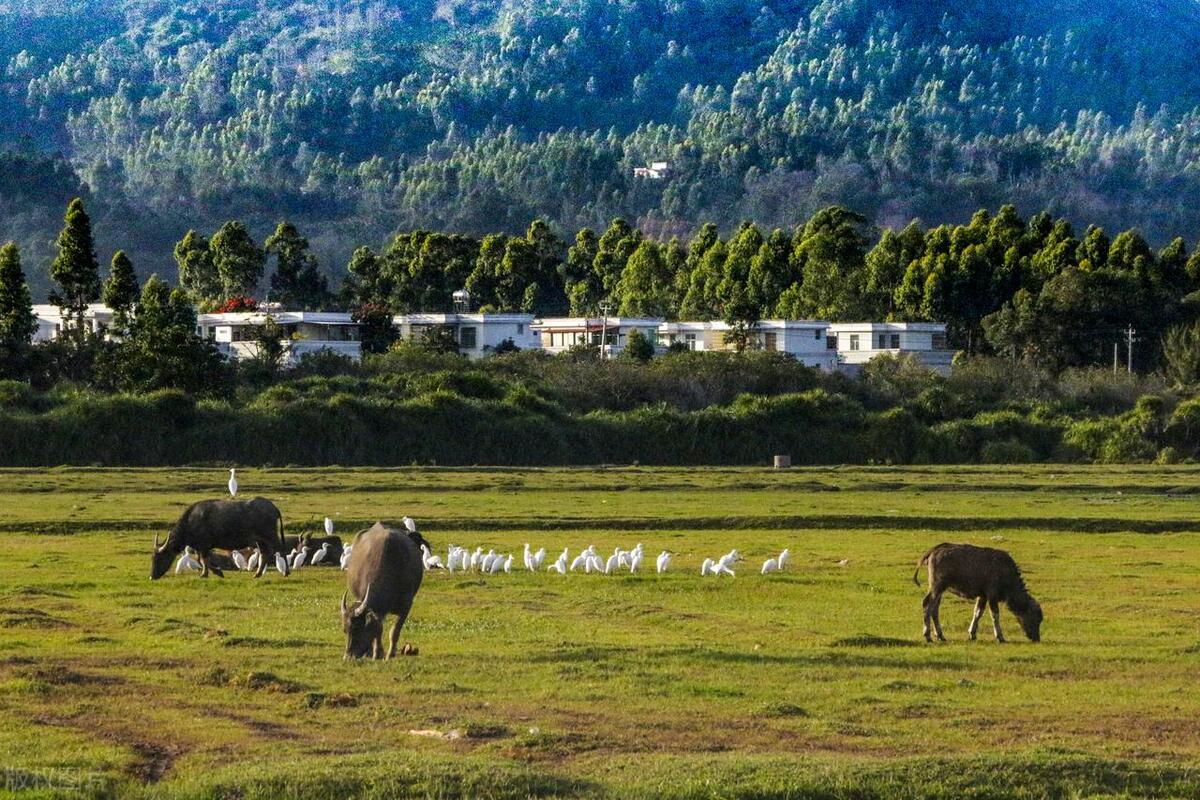 海南农垦农场是全民所有制吗,海南农垦农场现状