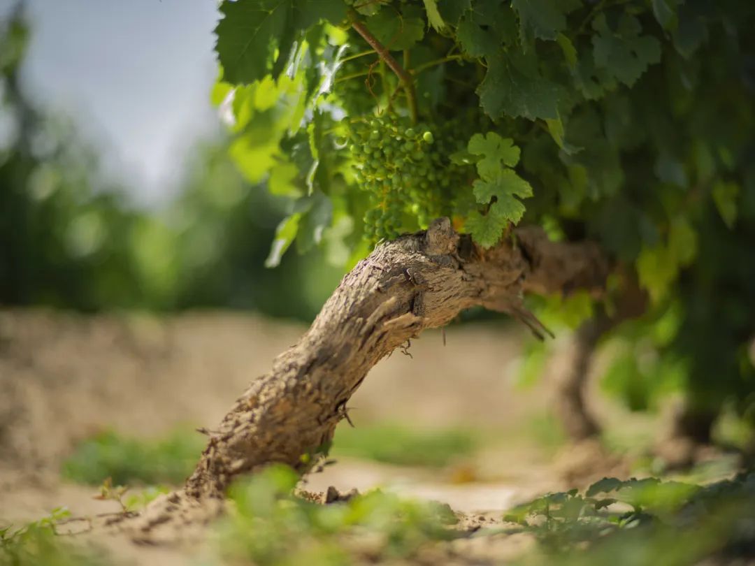 正和岛商界领导,正和岛董事长