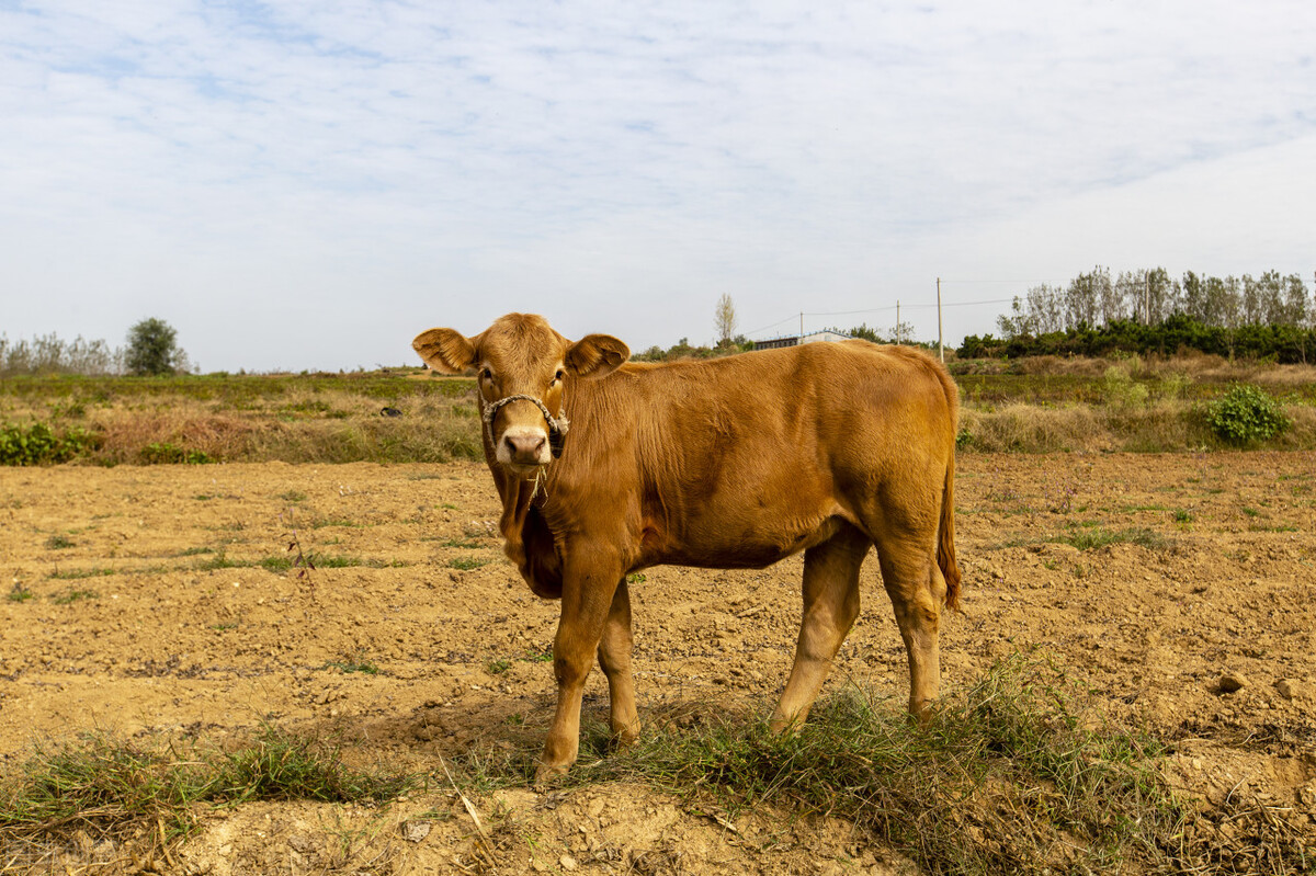 牛口腔溃疡的疾病如何鉴别诊断,牛疾病诊断治疗教学