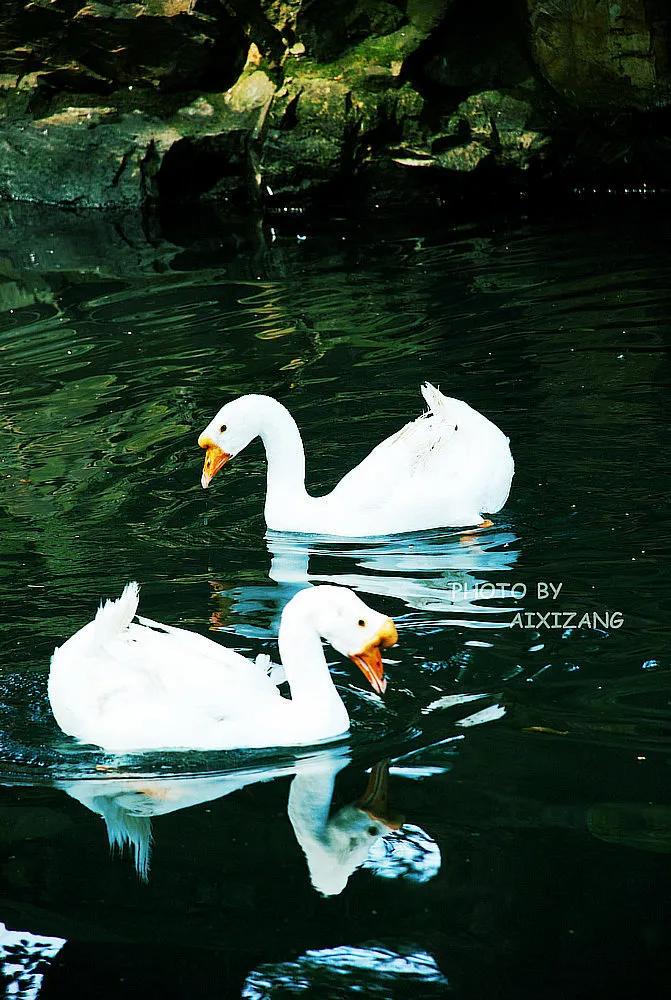 散文三只鹅,关于鹅的散文