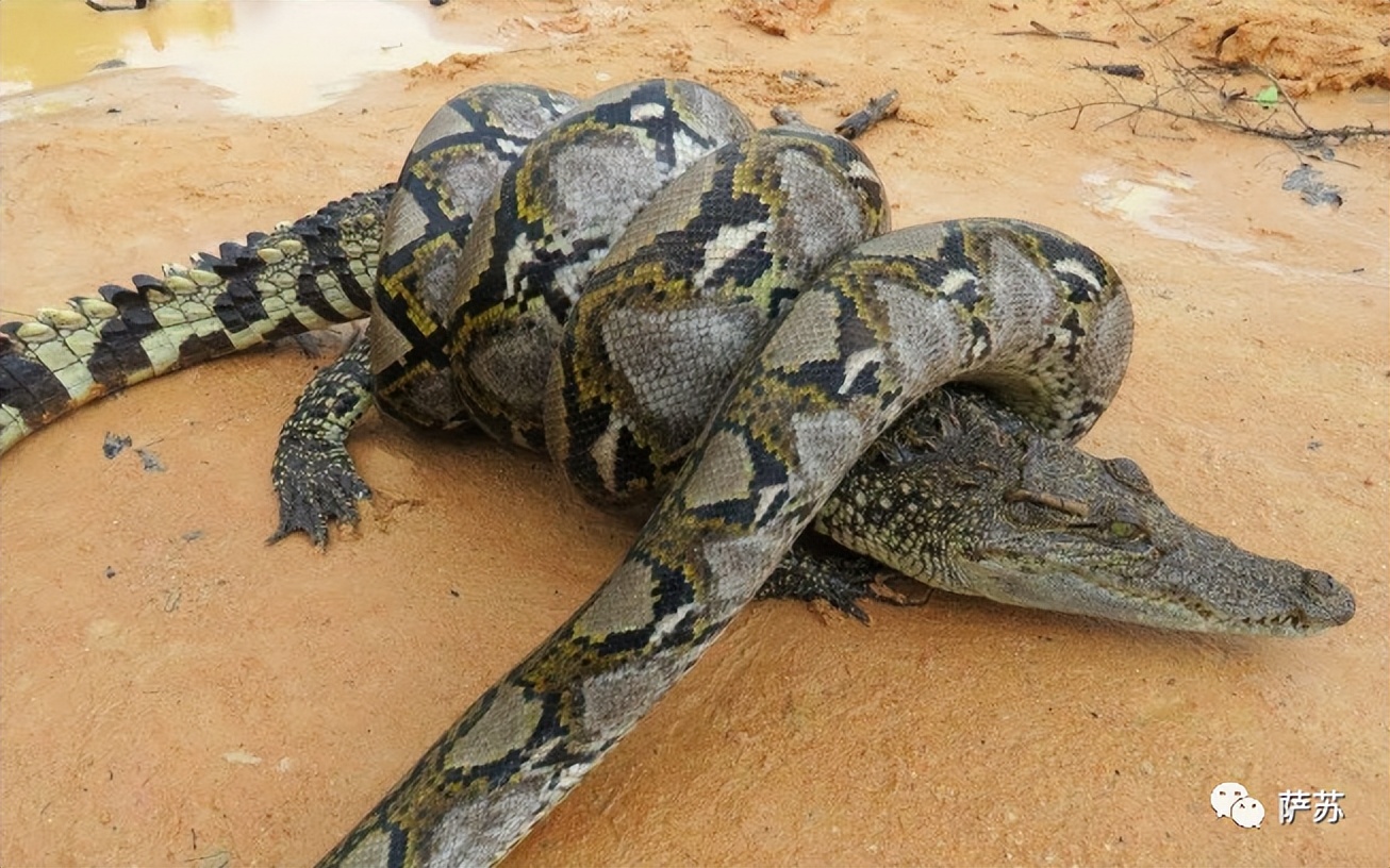 韩愈是怎么赶走鳄鱼的,韩愈写给鳄鱼的话
