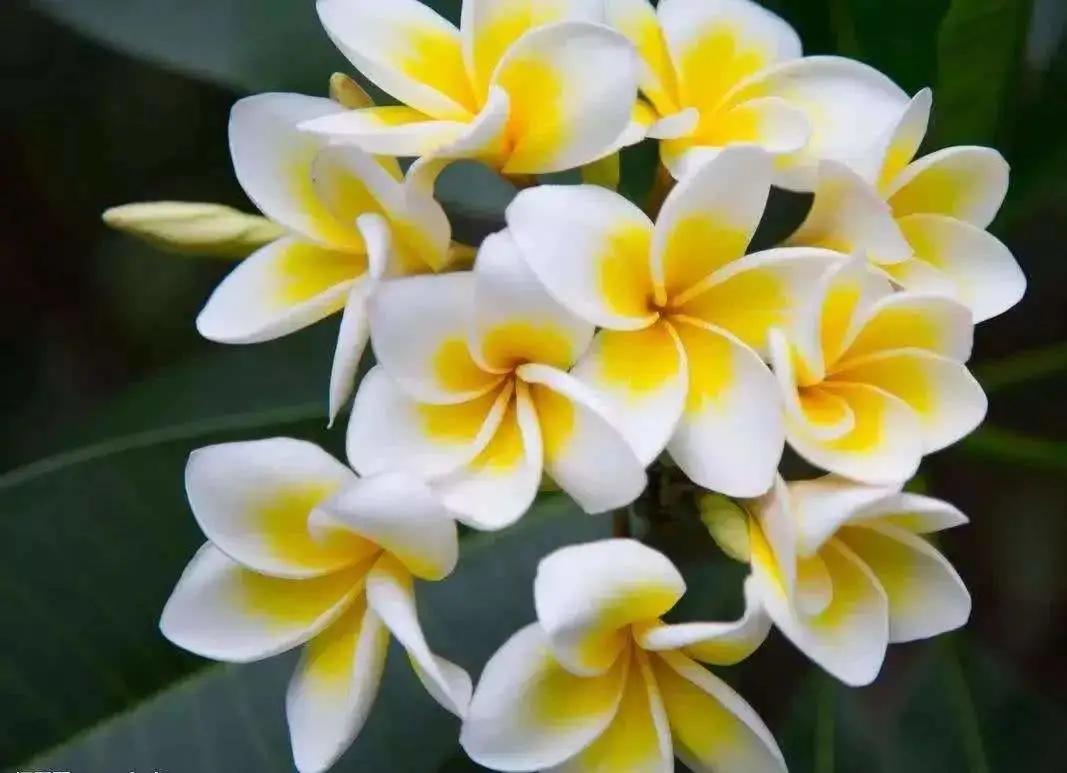 绮梦栀子和绮梦茉莉味道差不多,古驰绮梦栀子香水和绮梦茉莉