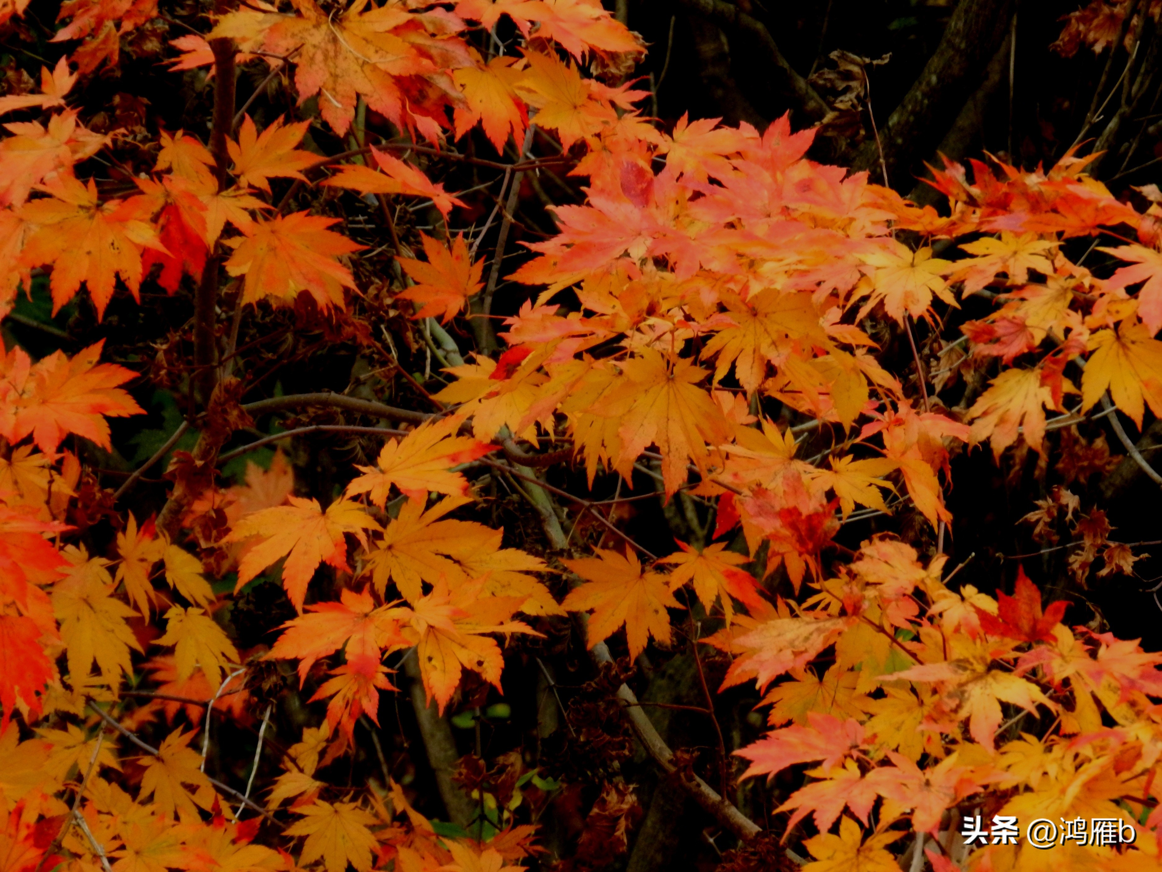 本溪温泉汤沟门票价格,本溪花溪沐枫雪温泉小镇