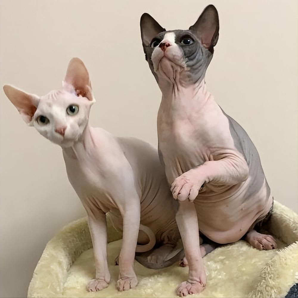 养什么猫比较好养又聪明又便宜,各种猫的优缺点新手适合养什么猫