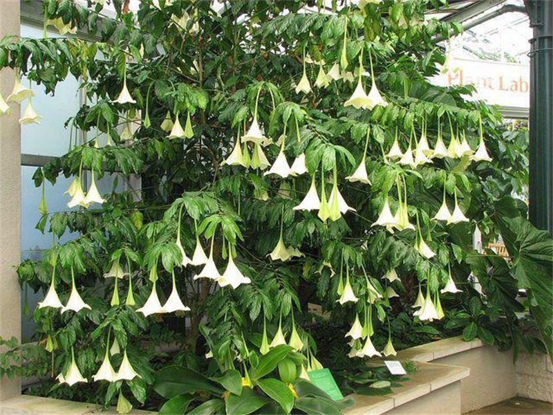 一组真实的照片:120米的长距离水漂,墨西哥的陶土武士