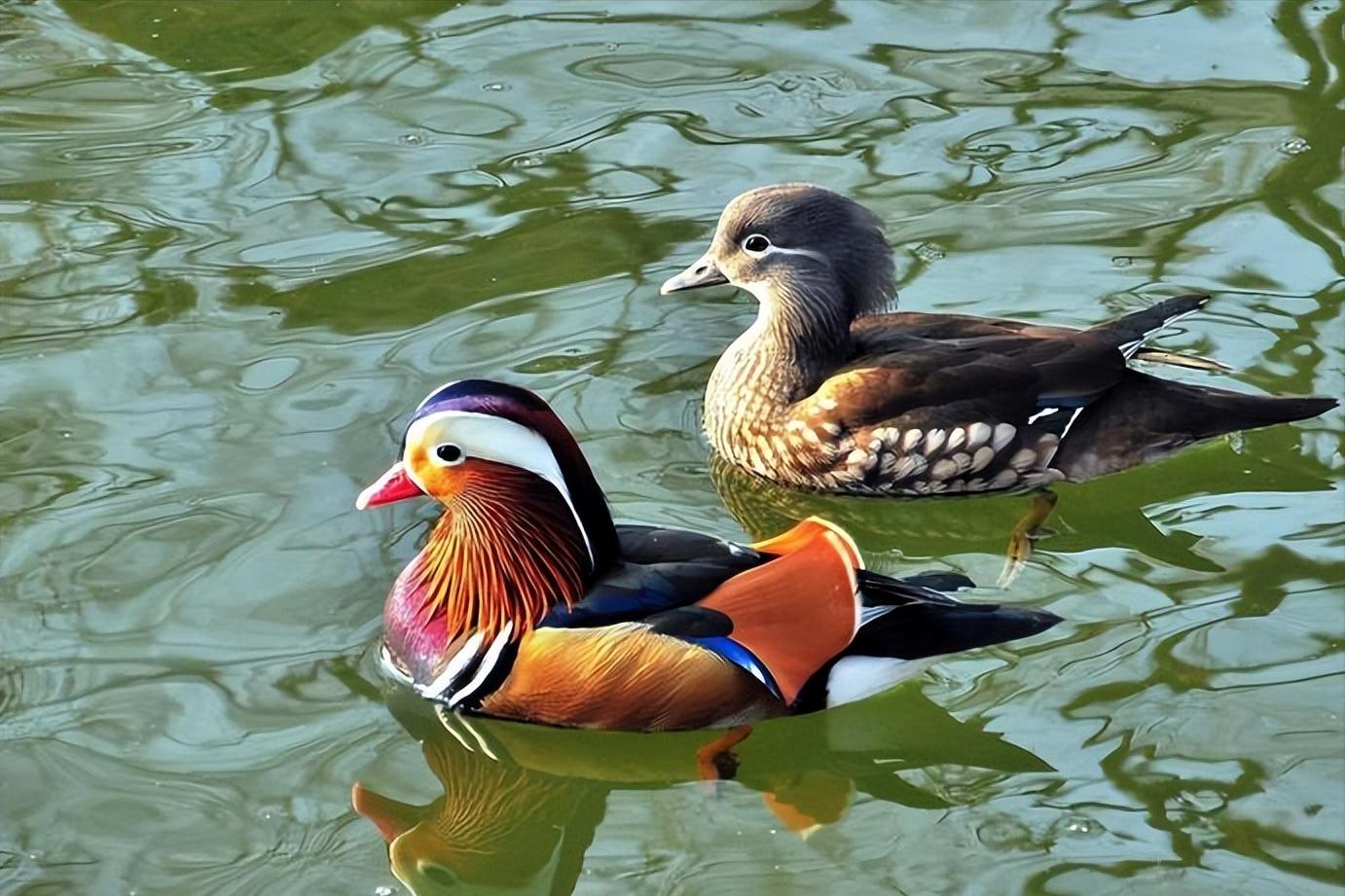 从《上邪》到《菩萨蛮·枕前发尽千般愿》感受古人的海誓山盟