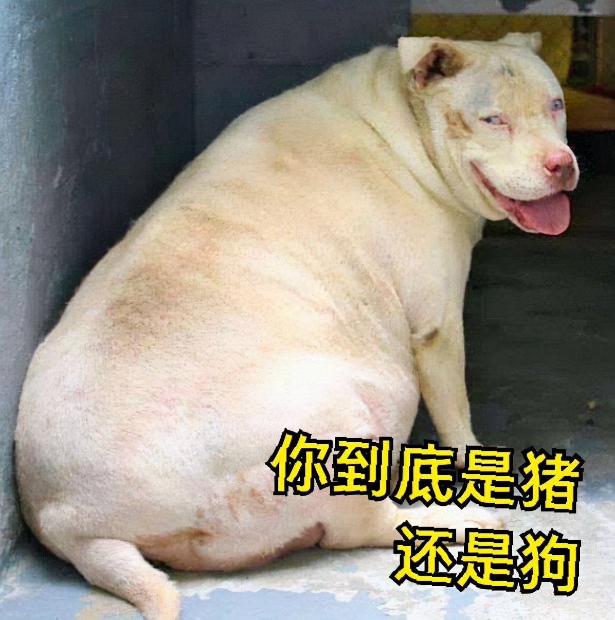 狗狗拆蛋了还会找家吗,狗狗的窝被拆狗狗什么反应