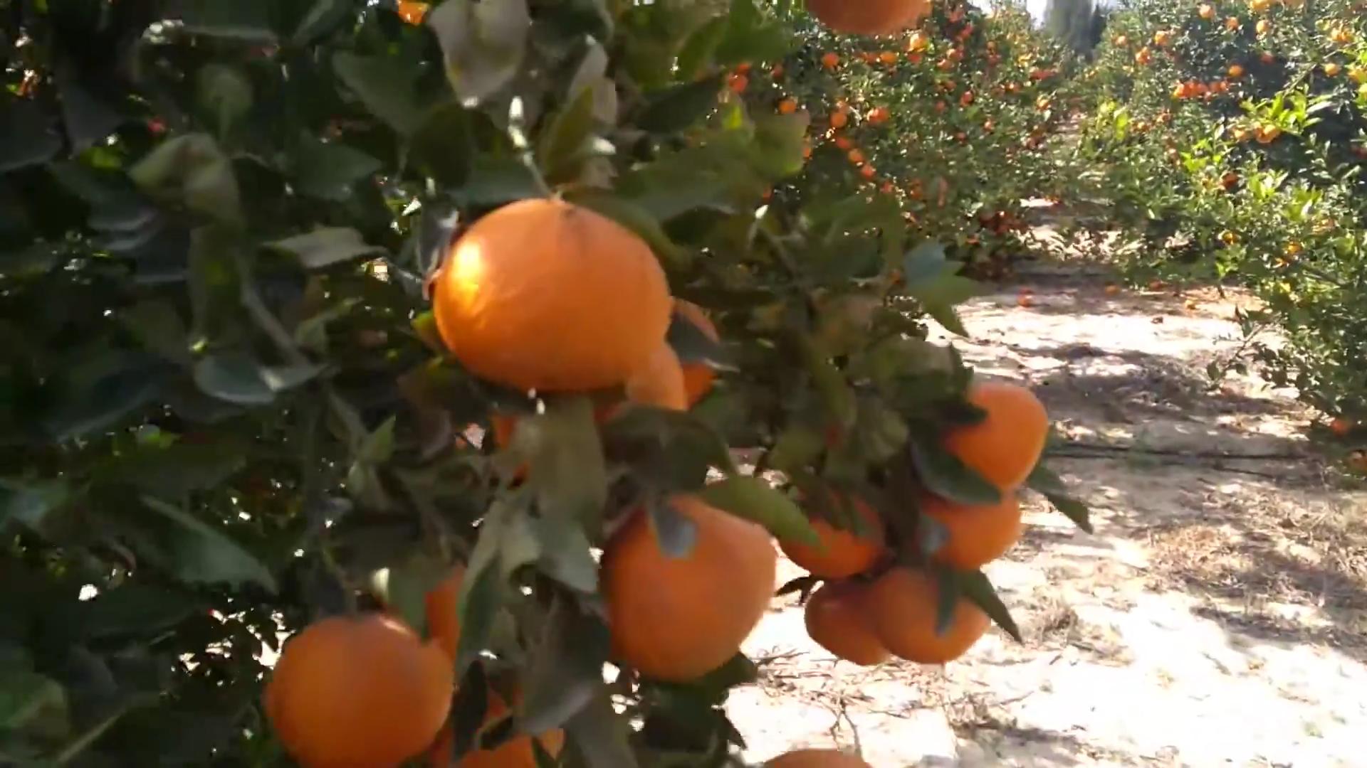 台湾柑橘滞销,台湾茂谷柑的价格
