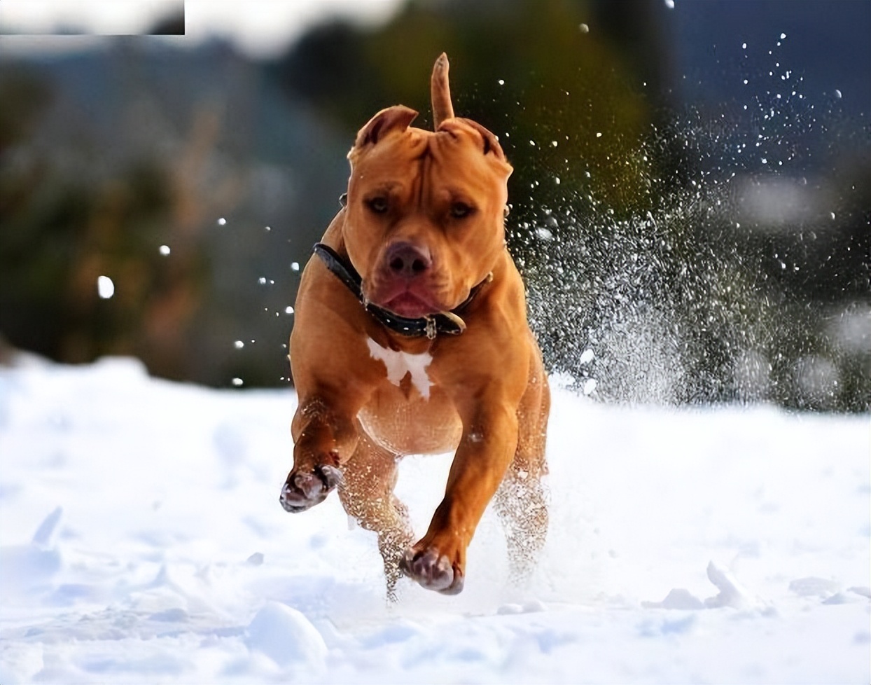 比特犬vs老虎谁厉害些,比特犬vs罗威纳哪个猛