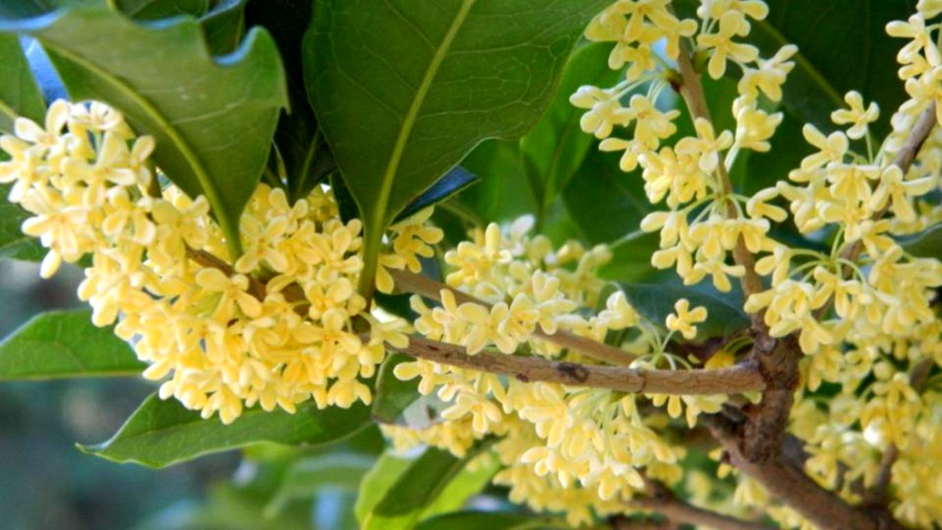 又是一年秋意浓赏桂正当时,金秋赏桂中秋到来之际