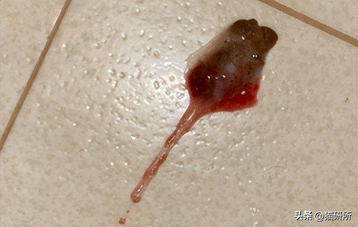 猫咪呕吐物判断表图解,怎么判断猫咪呕吐物是不是血