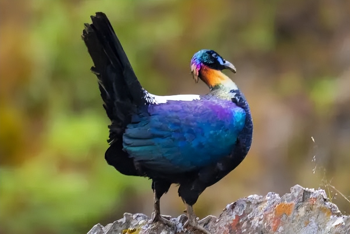 西昌市市鸟,西昌市鸟是哪种