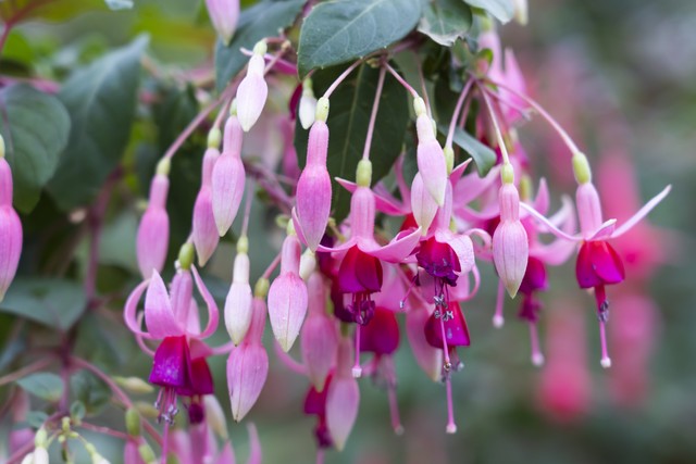 倒挂金钟绝美图片,探照灯倒挂钟