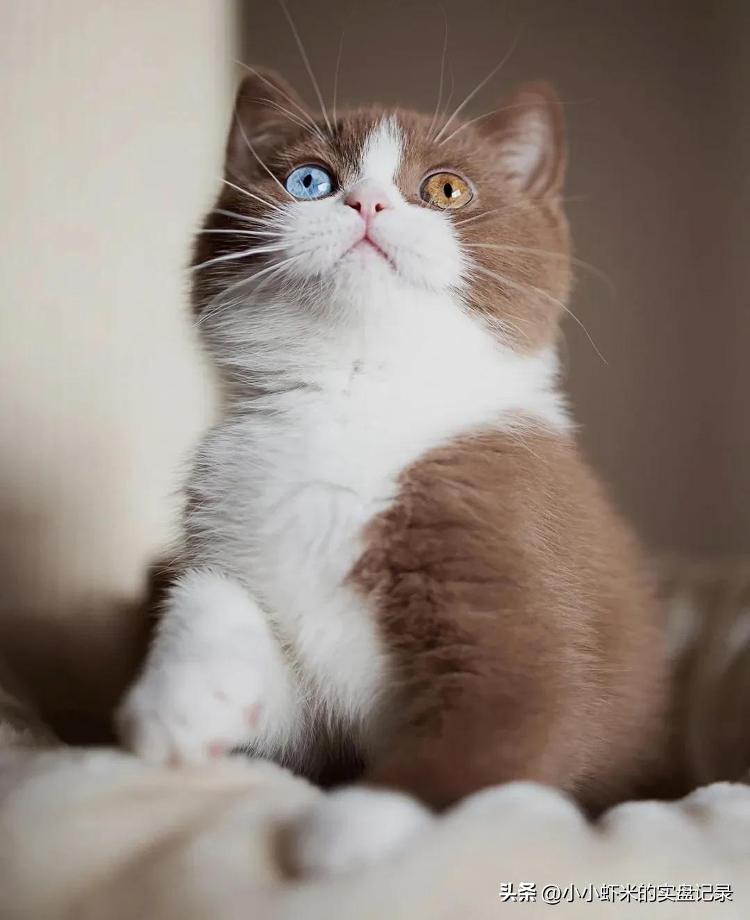 新股福事特,7月26日新股申购分析