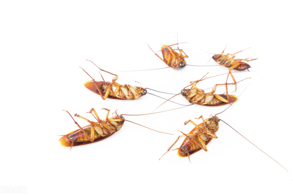 厨房消灭蟑螂最简单的办法,厨房蟑螂很多有什么办法处理吗