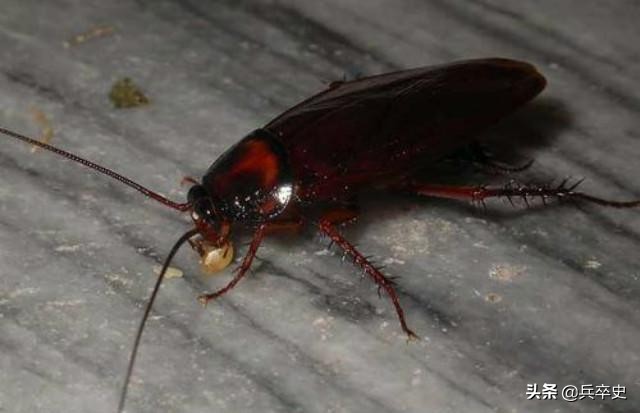 养蟑螂年入百万的故事,山上养8亿只蟑螂年收入过亿